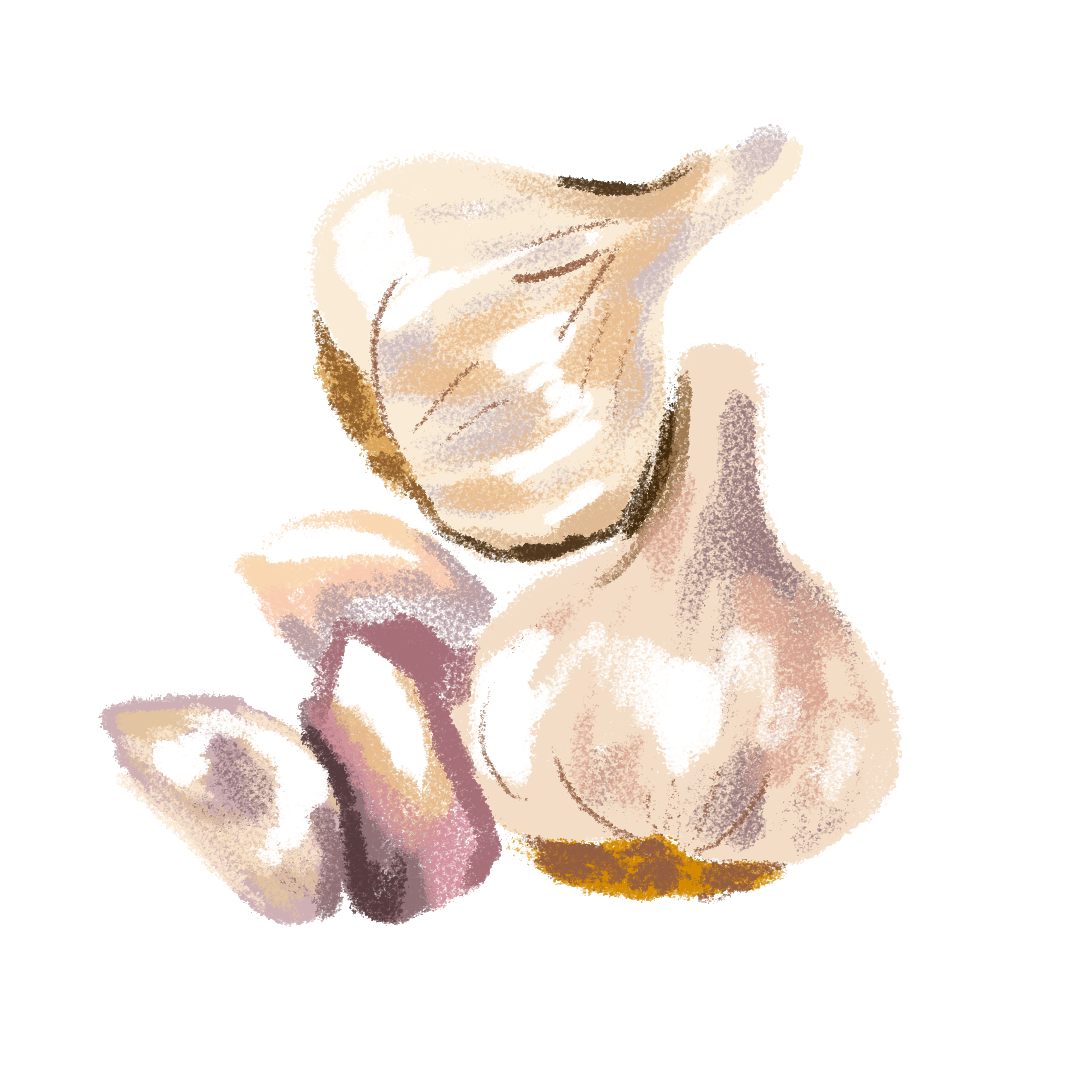 drawing of garlic